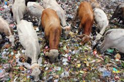 Ribuan Sapi Berbahaya dari TPAS Piyungan Dijual Bebas