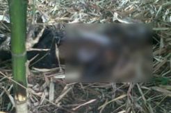 Petani Temukan Mayat Membusuk di Semak-semak