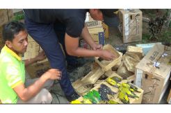 Ribuan Burung Mati saat Akan Diselundupkan