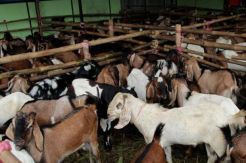 Ingin Kurban, Sekolah Wajibkan Siswa Bayar Infaq