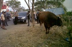 Oknum TNI Diduga Gelapkan Sapi Kurban