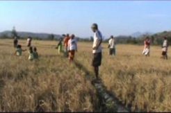 Kekeringan di Timor Tengah Selatan, Petani Gagal Panen