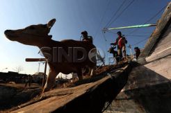 Kebutuhan Hewan Kurban di Indramayu Meningkat