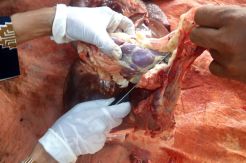 Buang Hati Sapi Mengandung Cacing!