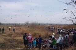 Ratusan Peterjun Hujani Langit Madura
