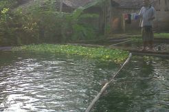 Menengok Kampung Gurami...