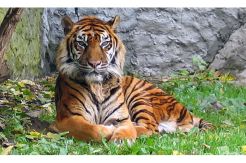 Harimau Masuk Kampung, Warga Resah