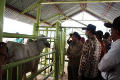 Kementan Launching 22 Ekor Bibit Sapi Brahman