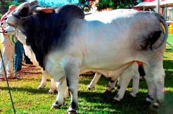 Sembawa Hasilkan Sapi Jantan Sejak 2013