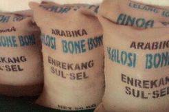 Kopi Kalosi Bone-Bone Lolos Festival Nasional
