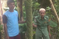Pisang Unik Hebohkan Warga Cirebon