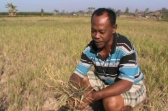 Kekeringan, Petani di Gowa Terancam Gagal Panen