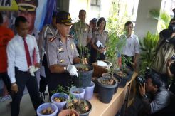 14 Pot Ganja Ditanam Ayatullah di Belakang Sekolah TK