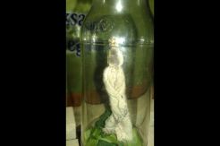 Hantu Pocong di Mampang Prapatan Kembali Dilepas