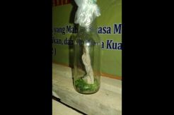 Hantu Pocong Dilepas, Pengguna Jalan Jadi Tumbal
