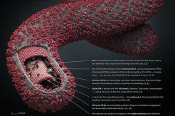 Dinkes Jabar Serukan Siaga Wabah Ebola
