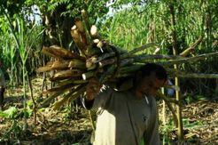 Petani Tebu Pasuruan Sulit Peroleh Pupuk Subsidi