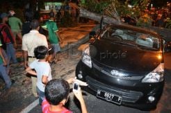 Antisipasi Tumbang, Ribuan Pohon Ditebang
