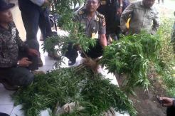 Polisi dan TNI Sisir Ladang Ganja di Lahan Perhutani