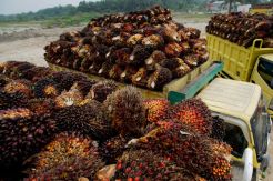 45% Kebun Sawit Dikuasai...