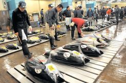 Sejumlah Spesies Ikan...
