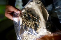 Asap Ganja Bisa Rusak Pembuluh Darah