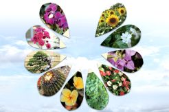 10 Tanaman Hias Terfavorit