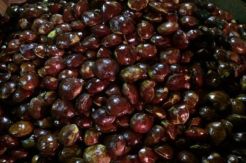 Harga Jengkol Ikuti Kenaikan BBM