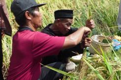 Panen Padi, Ritual Mangamoti Digelar