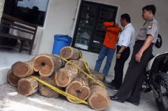 Curi Kayu Perhutani Ditangkap