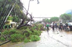8 Pohon di Jakarta Tumbang Akibat Hujan Lebat