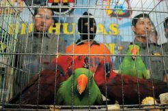 10 Burung Gagal Diselundupkan...