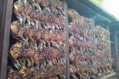 Pemuda Ini Raup Rp40 Juta/Bulan dari Varian Lele Asap