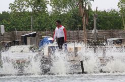 Pemkab Probolinggo Kembangkan Udang Vaname