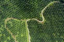 Asian Agri Belum Berniat Tambah Target Produksi 2015