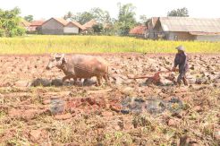 Belasan Hektare Sawah...