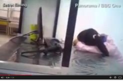 Ini Video Rekanan Apple...