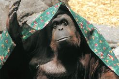 Orangutan Sumatera Seperti...