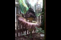 Bunga Bangkai Tumbuh...