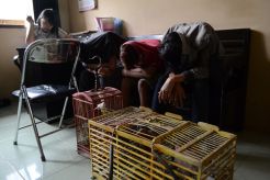 Mencuri Belasan Burung, Tiga Pelajar Ditangkap