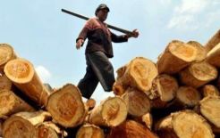 Pemerintah Gratiskan Sertifikasi Legalitas Kayu