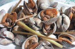 Kerang Berisiko Musnah