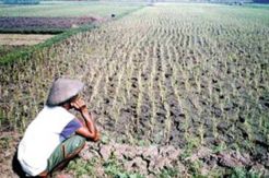 Kota Mojokerto Krisis Lahan Pertanian