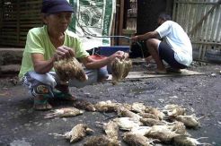 Ribuan Unggas Mati Terserang Flu Burung