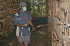 Flu Burung Belum Jangkiti...