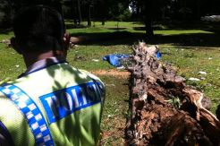 Ini Penyebab Pohon Maut Kebon Raya Bogor Tumbang