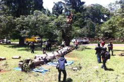 Pohon Maut Kebon Raya Bogor Itu Tidak Terdeteksi Rawan Tumbang