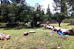 4 Jenazah Korban Pohon Maut Kebon Raya Diambil Keluarga, 2 Masih Kritis