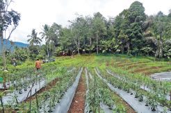 Padangsidimpuan Kembangkan...