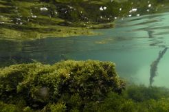 Bermain Ubur-ubur di Pulau Kakaban